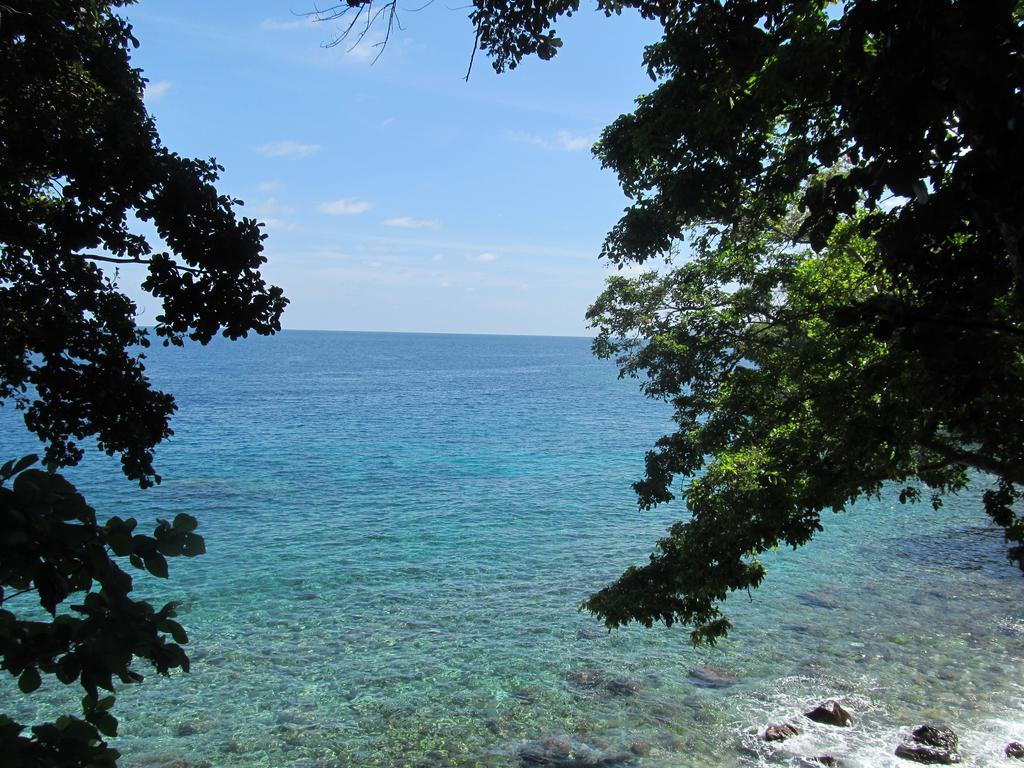 Homestay Treetop And *